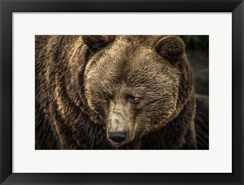 Framed Grizzly II Print