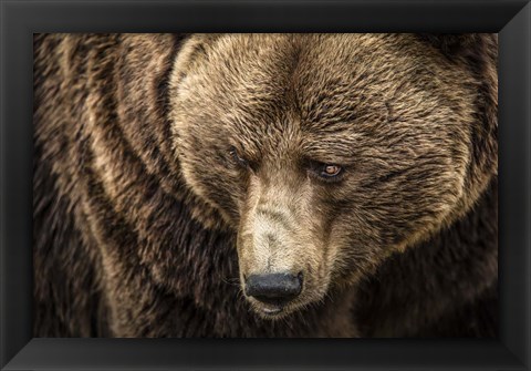 Framed Grizzly III Print