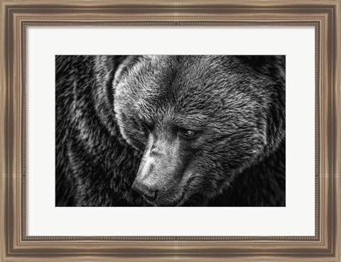 Framed Grizzly Close Up Black &amp; White Print