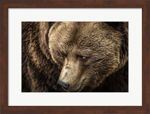 Framed Grizzly Close Up Print
