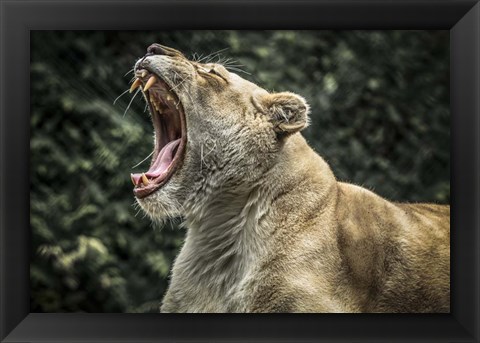 Framed Female White Lion Roars Print