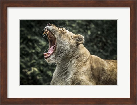 Framed Female White Lion Roars Print