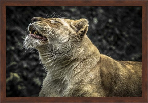 Framed Female White Lion Roars II Print