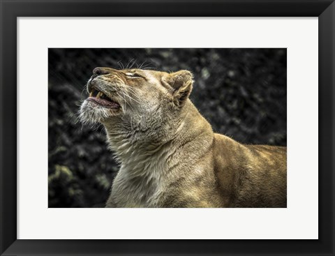 Framed Female White Lion Roars II Print