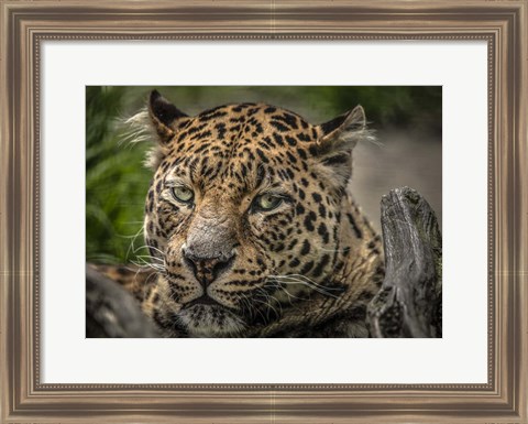 Framed Jaguar Close Up Print