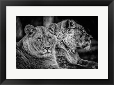 Framed Two Female Lions Black &amp; White Print