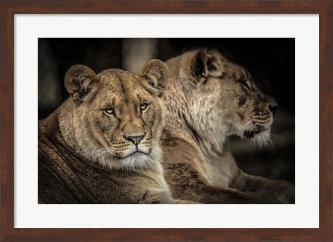 Framed Two Female Lions Print