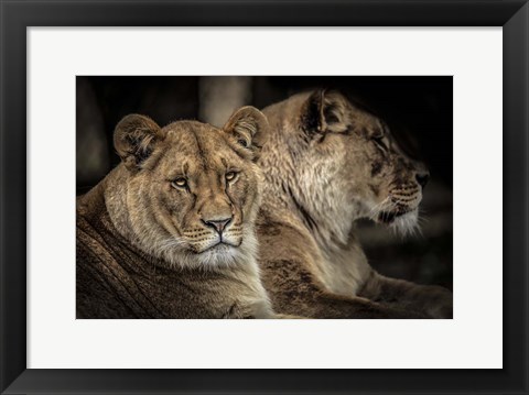 Framed Two Female Lions Print