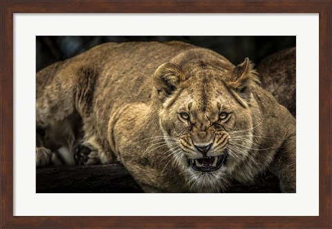 Framed Scarface Lion Print