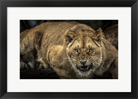 Framed Scarface Lion Print