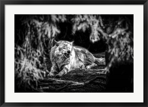 Framed Howling Wolf Black &amp; White Print