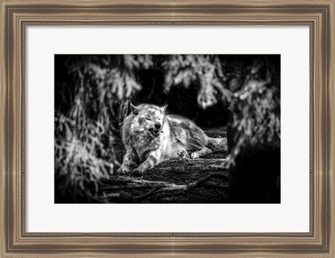 Framed Howling Wolf Black &amp; White Print