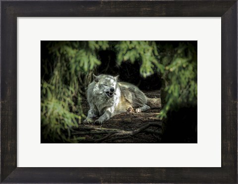 Framed Howling Wolf Print