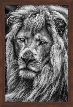 Framed White Albino Lion V Black &amp; White Print