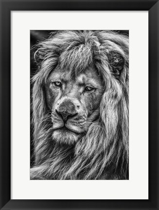 Framed White Albino Lion V Black &amp; White Print