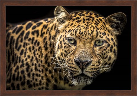 Framed Jaguar II Print