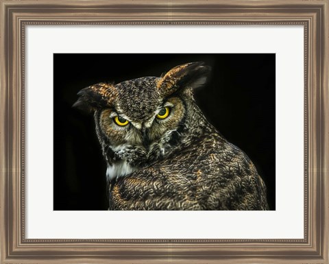 Framed Yellow Eyed Owl Print