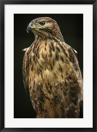 Framed Predator Bird II Print