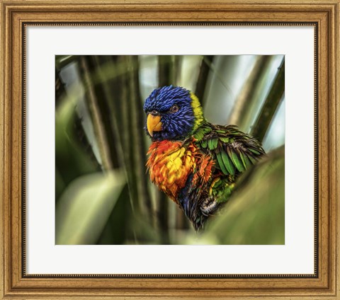 Framed Colorfull Bird III Print