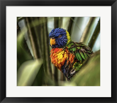 Framed Colorfull Bird III Print