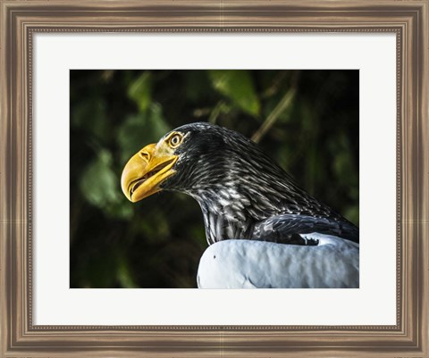 Framed Steller Eagle Print