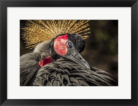 Framed Crowned Crane II Print