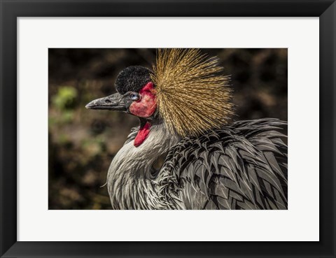 Framed Crowned Crane III Print