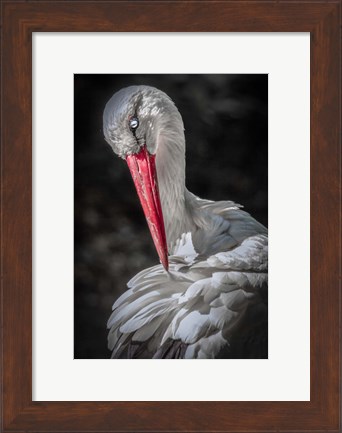 Framed Stork Print