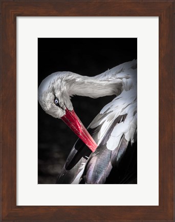 Framed Stork II Print