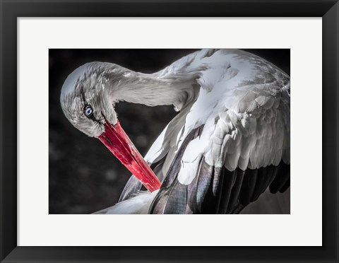 Framed Stork III Print