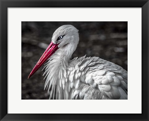 Framed Stork V Print