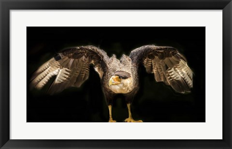 Framed Wings Print