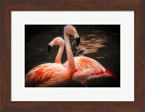 Framed Flamingos Print