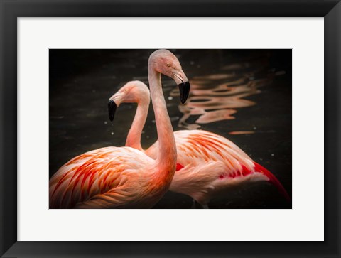 Framed Flamingos Print