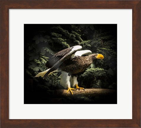 Framed Steller Eagle II Print