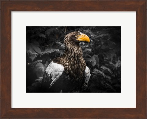 Framed Steller Eagle IV Black Print