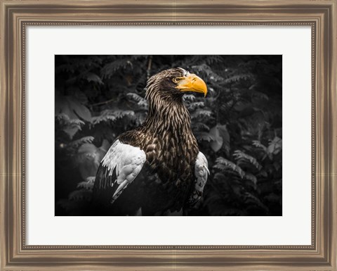 Framed Steller Eagle IV Black Print