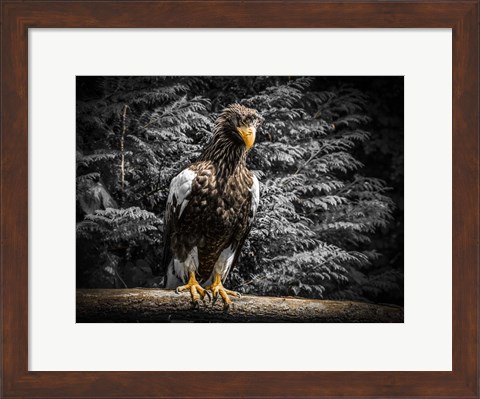 Framed Steller Eagle V Print