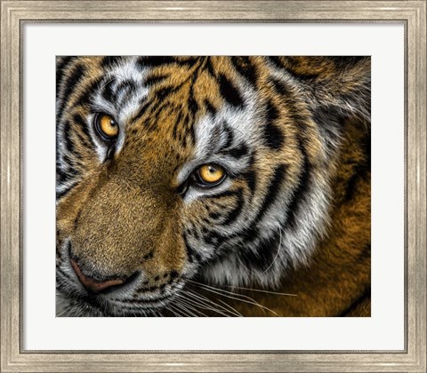 Framed Tiger Close Up Print