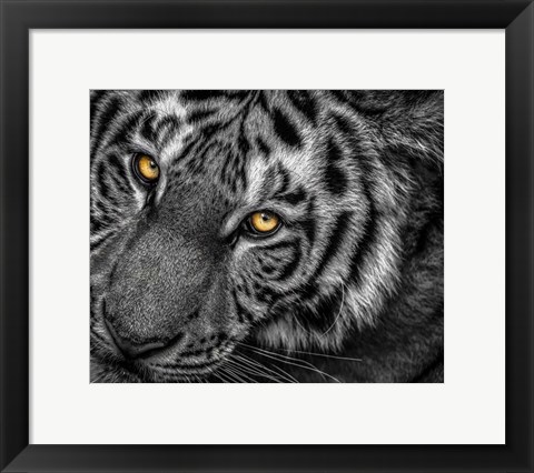 Framed Tiger Close Up Black &amp; White Print