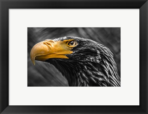 Framed Steller Sea Eagle Black &amp; White Print