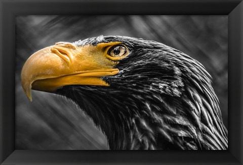 Framed Steller Sea Eagle Black &amp; White Print