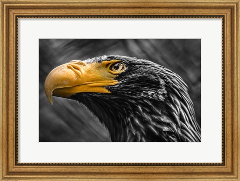 Framed Steller Sea Eagle Black &amp; White Print