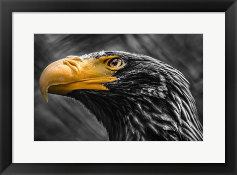 Framed Steller Sea Eagle Black &amp; White Print