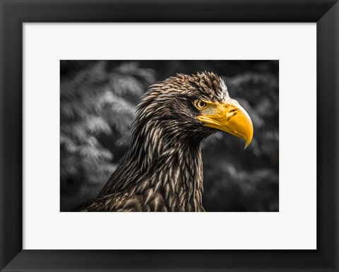 Framed Steller Sea Eagle III Black Print