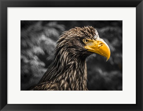 Framed Steller Sea Eagle III Black Print