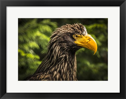 Framed Steller Sea Eagle III Print