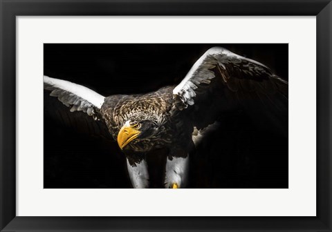 Framed Steller Sea Eagle Wings Print