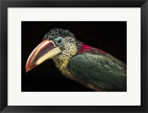 Framed Toucan III Print