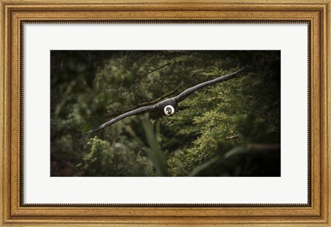 Framed Kondor Flight Print